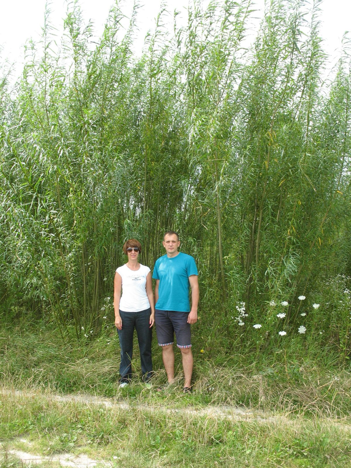 Замість дорогого газу. Як верба може врятувати громади від холоду взимку